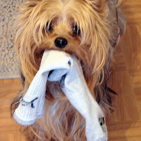 Meet your posher & Guinevere Yorkie! - Picture 11 of 16